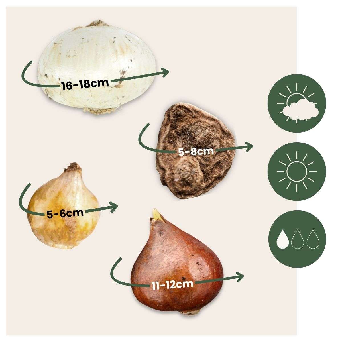 Bulb Mix Happy Bee & Butterfly Mix - 120 Pcs. - Flower Bulbs