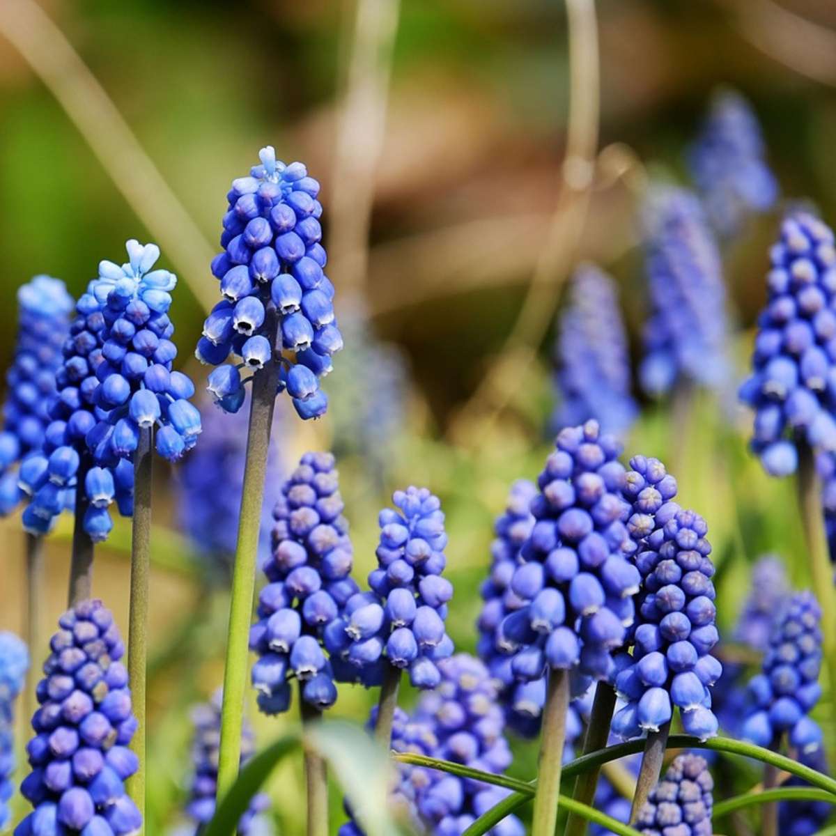 Bulb Mix Happy Bee & Butterfly Mix - 120 Pcs. - Flower Bulbs