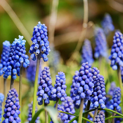 Bulb Mix Happy Bee & Butterfly Mix - 120 Pcs. - Flower Bulbs