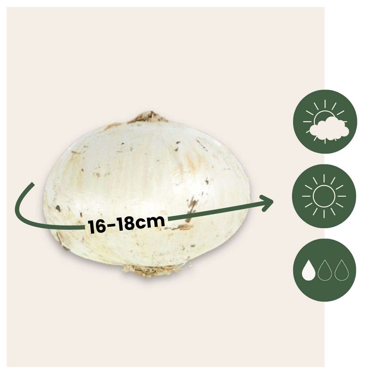 Bulb Mix Butterfly Mix - 40 Pcs. - Allium, Nectaroscordum - Flower Bulbs