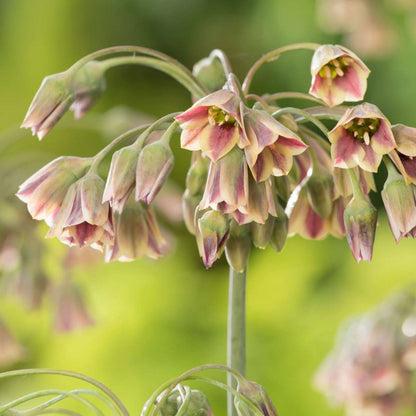 Bulb Mix Butterfly Mix - 40 Pcs. - Allium, Nectaroscordum - Flower Bulbs