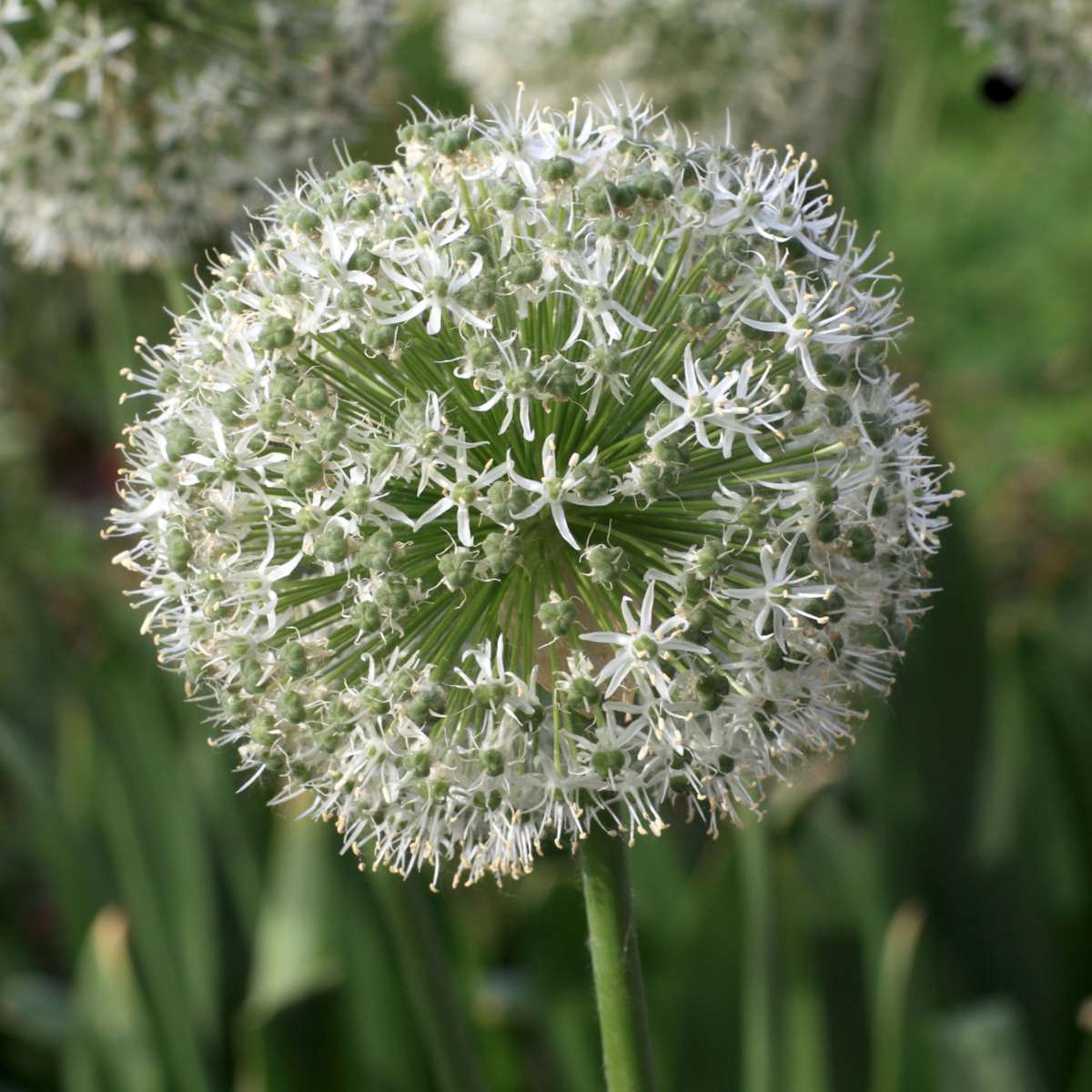 Bulb Mix Butterfly Mix - 40 Pcs. - Allium, Nectaroscordum - Flower Bulbs