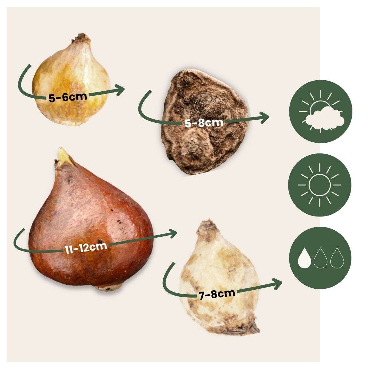 Bulb Mix Happy Bee - 80 Pcs. - Anemon Chionodoxa Muscari Nectar.tulipa - Flower Bulbs
