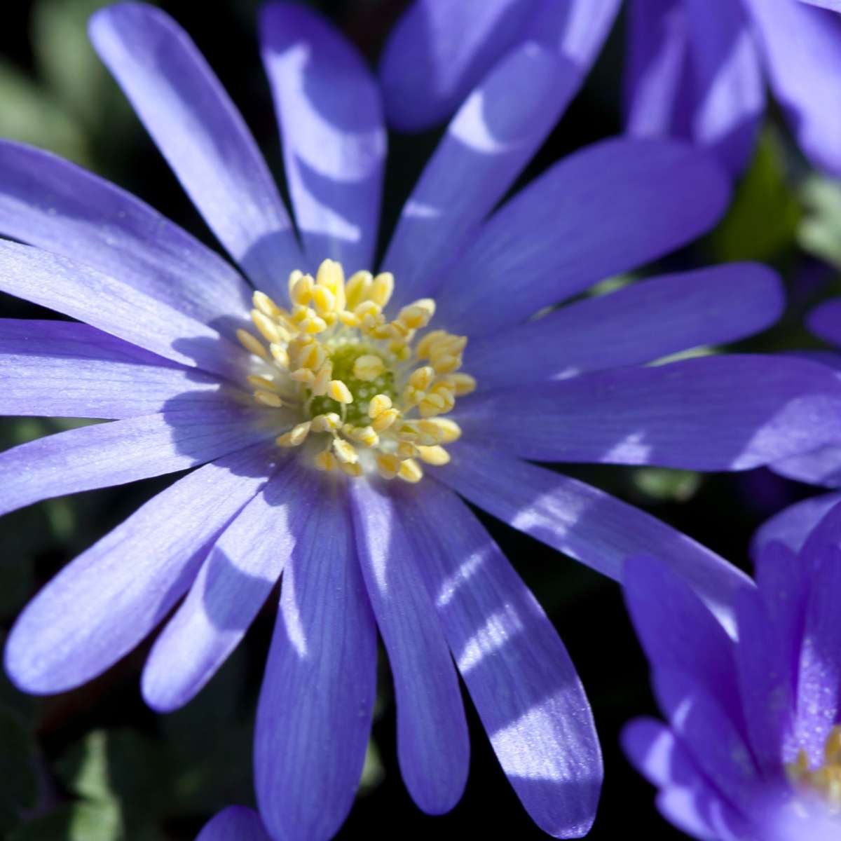 Bulb Mix Happy Bee - 80 Pcs. - Anemon Chionodoxa Muscari Nectar.tulipa - Flower Bulbs