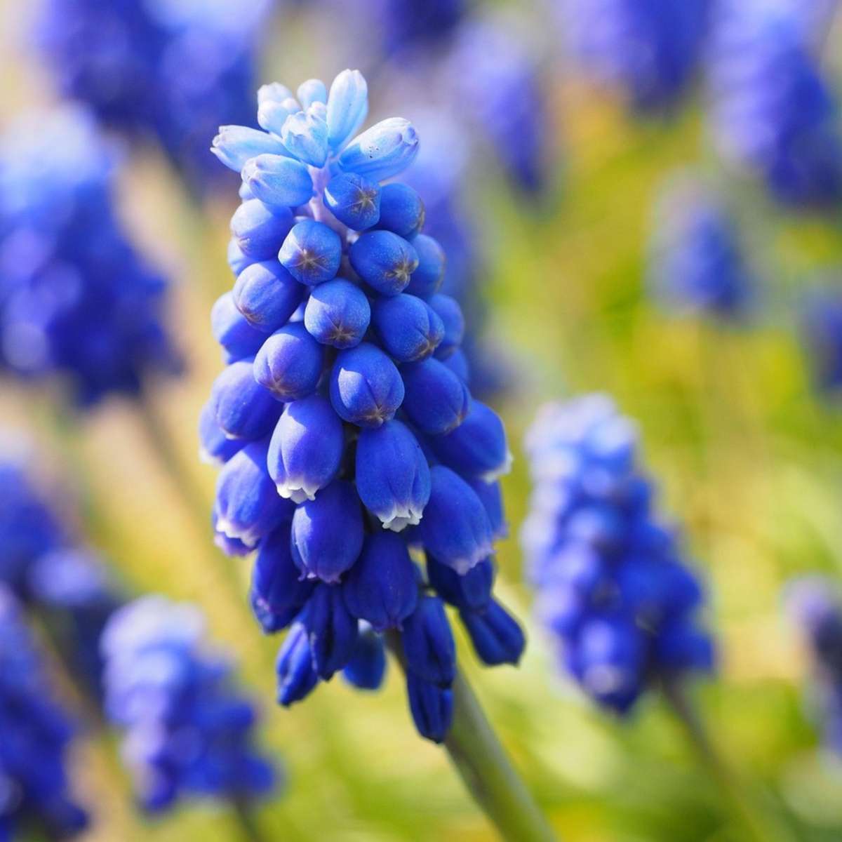 Bulb Mix Happy Bee - 80 Pcs. - Anemon Chionodoxa Muscari Nectar.tulipa - Flower Bulbs