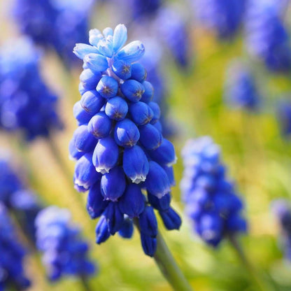 Bulb Mix Happy Bee - 80 Pcs. - Anemon Chionodoxa Muscari Nectar.tulipa - Flower Bulbs