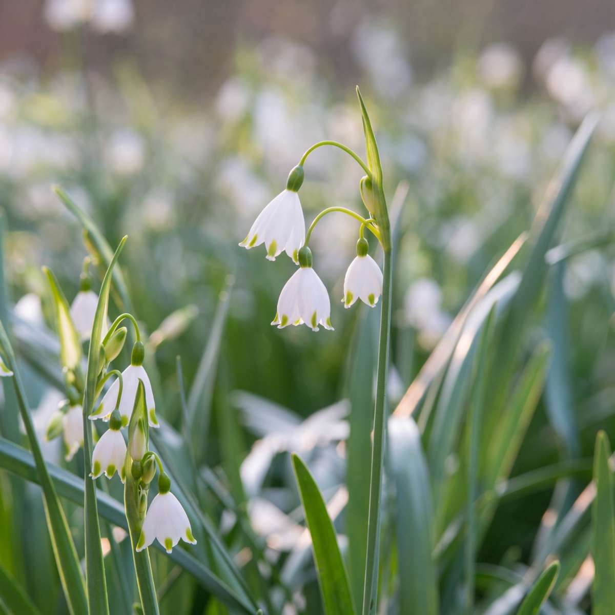 Other Types Of Flower Bulbs Summer Snowflake - 20 Pcs. - Leucojum Aestivum - Flower Bulbs - White