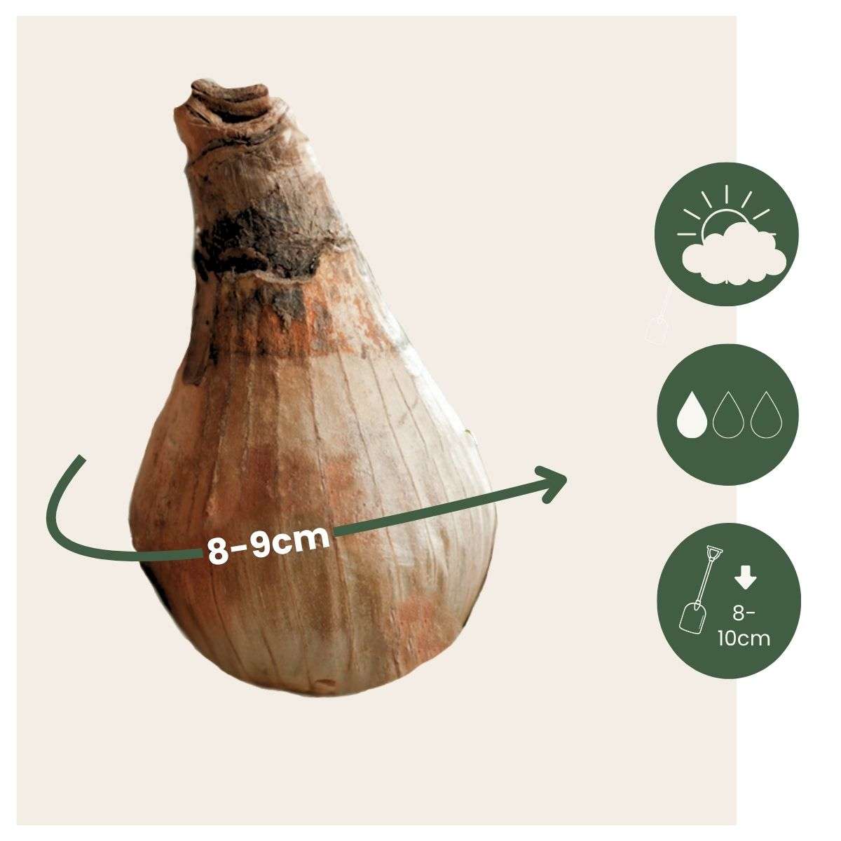 Other Types Of Flower Bulbs Summer Snowflake - 20 Pcs. - Leucojum Aestivum - Flower Bulbs - White