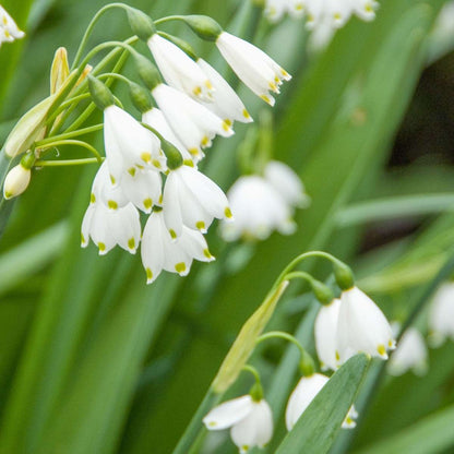 Other Types Of Flower Bulbs Summer Snowflake - 20 Pcs. - Leucojum Aestivum - Flower Bulbs - White