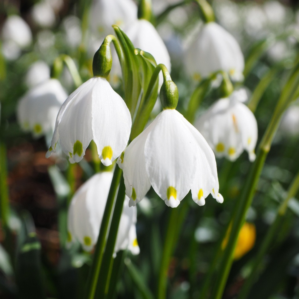 Other Types Of Flower Bulbs Summer Snowflake - 20 Pcs. - Leucojum Aestivum - Flower Bulbs - White