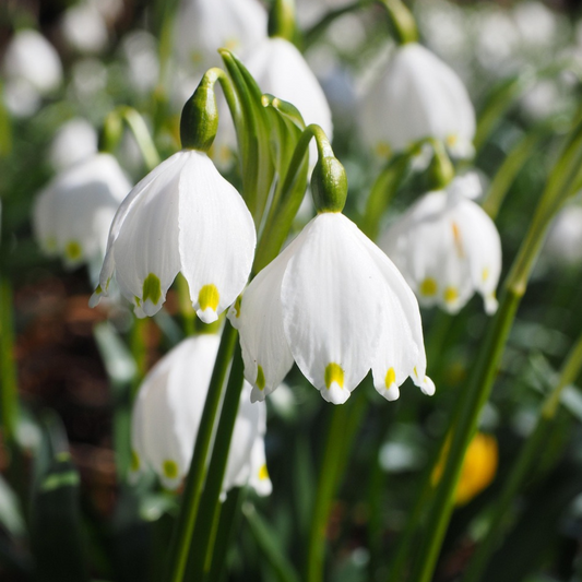 Other Types Of Flower Bulbs Summer Snowflake - 20 Pcs. - Leucojum Aestivum - Flower Bulbs - White