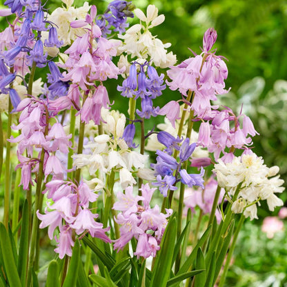 Hyacinth - 40 Pcs. - Hyacinthoides Hispanica - Flower Bulbs