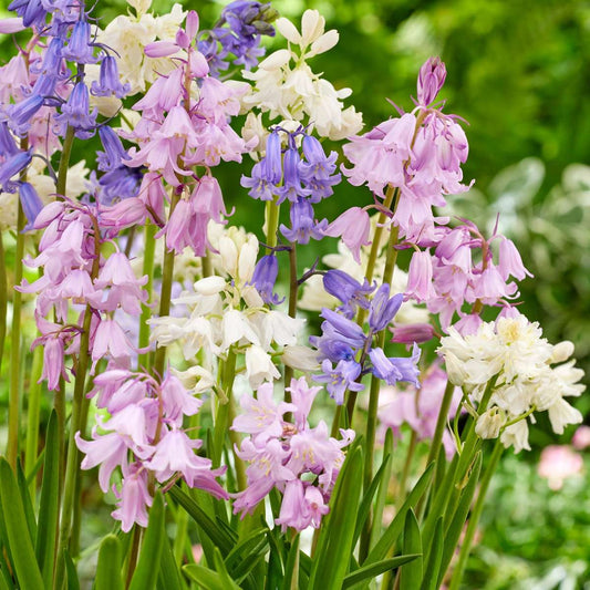 Hyacinth - 40 Pcs. - Hyacinthoides Hispanica - Flower Bulbs