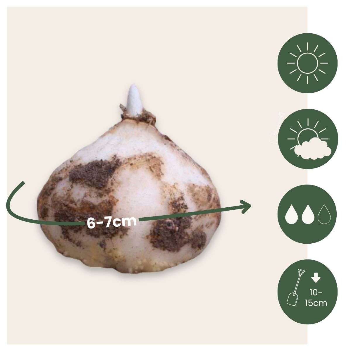 Fritillaria Snake's Head Fritillary - 3 Pcs. - Fritillaria Rubra - Flower Bulbs - Orange