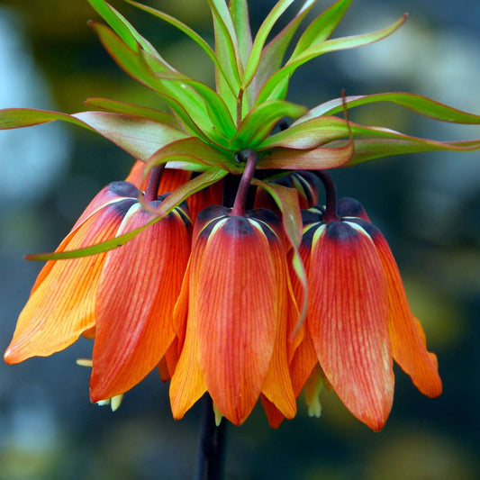 Fritillaria Snake's Head Fritillary - 3 Pcs. - Fritillaria Rubra - Flower Bulbs - Orange
