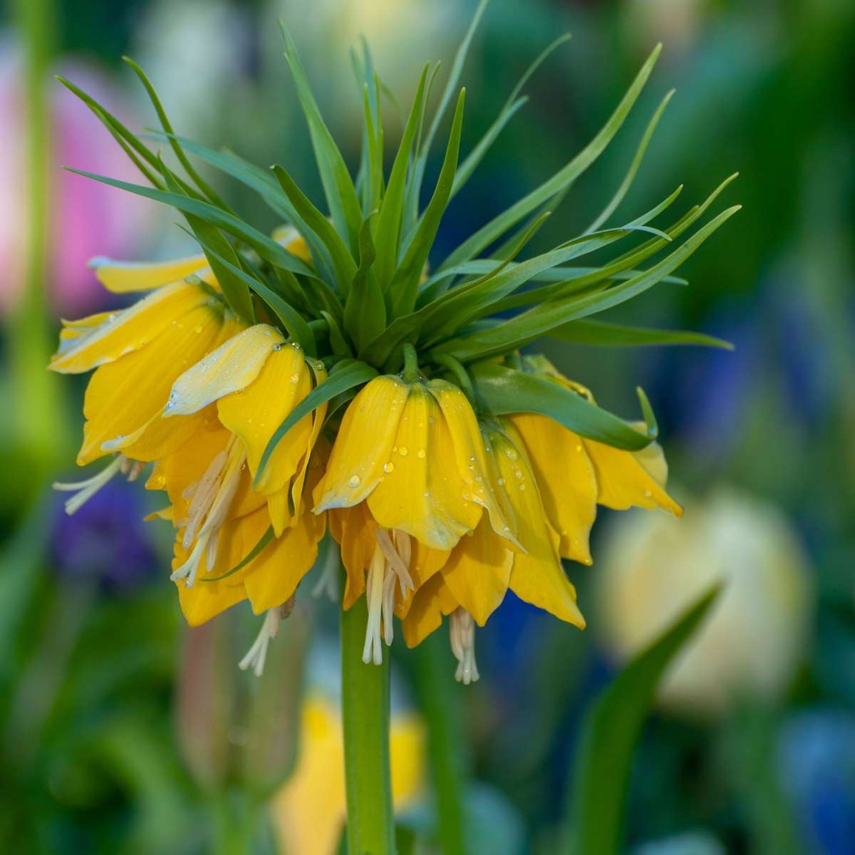 Fritillaria Snake's Head Fritillary - 3 Pcs. - Fritillaria 'Lutea' - Flower Bulbs - Yellow