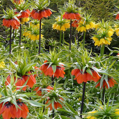 Fritillaria Snake's Head Fritillary - 3 Pcs. - Fritillaria 'Lutea' - Flower Bulbs - Yellow
