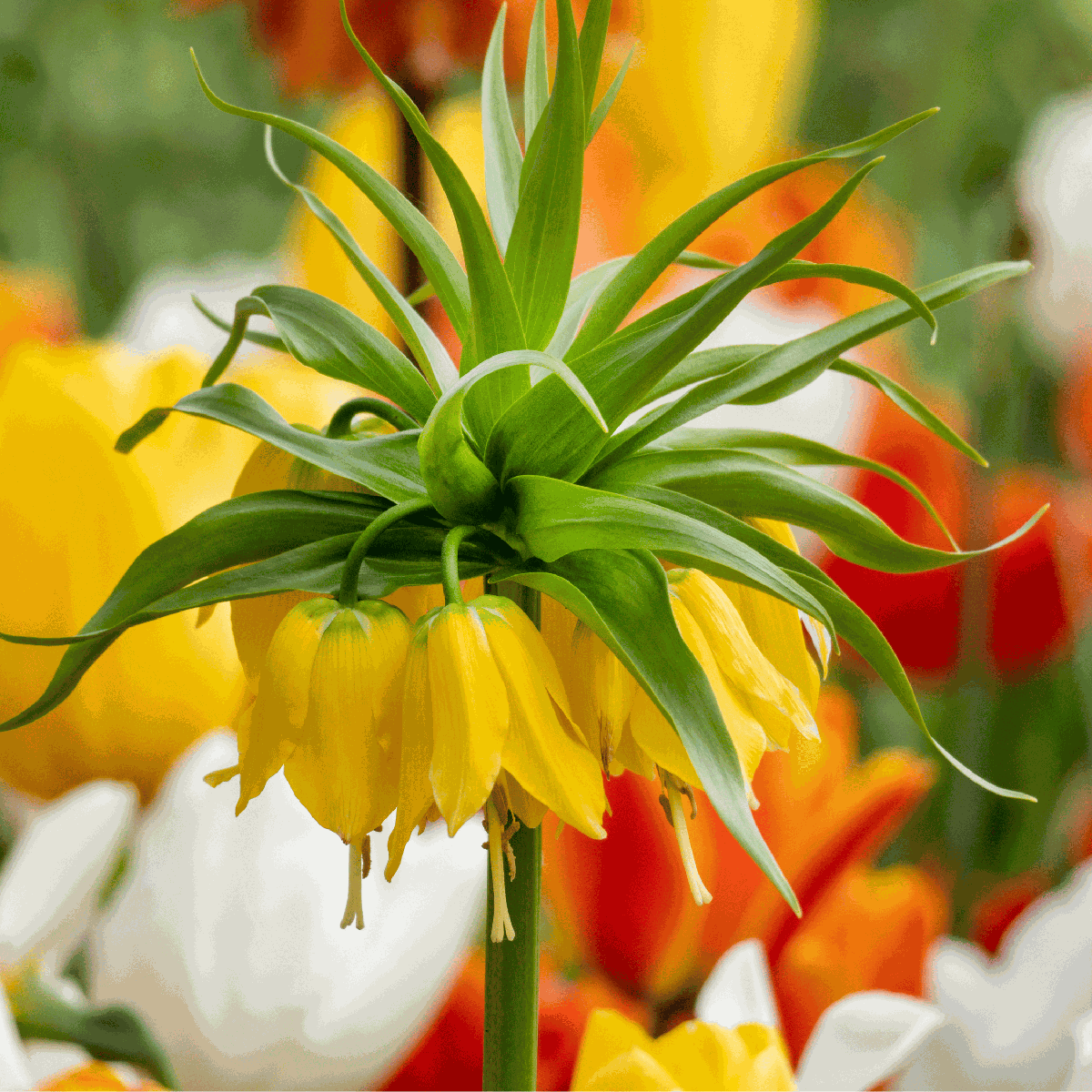 Fritillaria Snake's Head Fritillary - 3 Pcs. - Fritillaria 'Lutea' - Flower Bulbs - Yellow