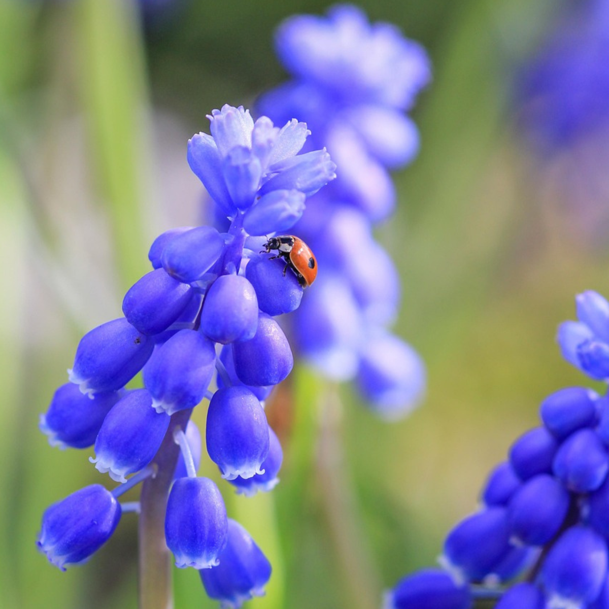 Grape Hyacinths - 50 Pcs. - Muscari 'Magic Mix' - Flower Bulbs