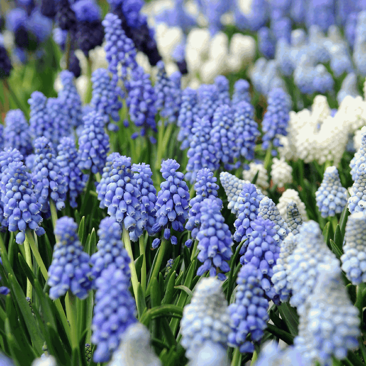 Grape Hyacinths - 50 Pcs. - Muscari 'Magic Mix' - Flower Bulbs