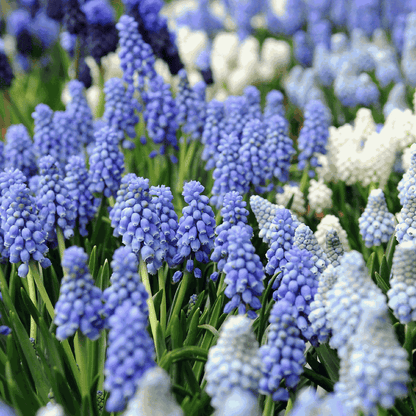 Grape Hyacinths - 50 Pcs. - Muscari 'Magic Mix' - Flower Bulbs