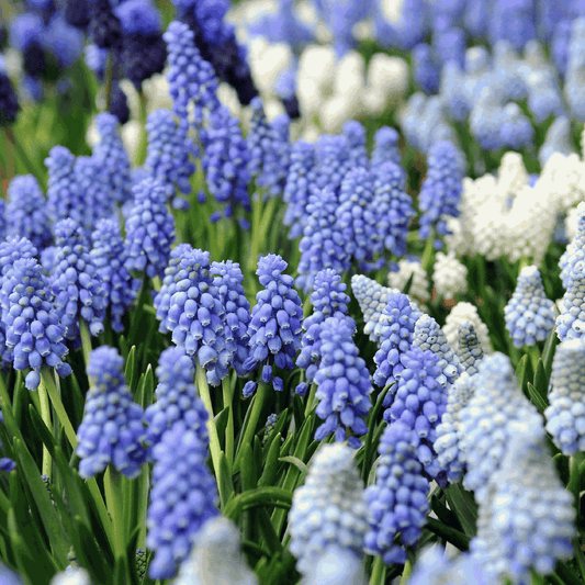 Grape Hyacinths - 50 Pcs. - Muscari 'Magic Mix' - Flower Bulbs