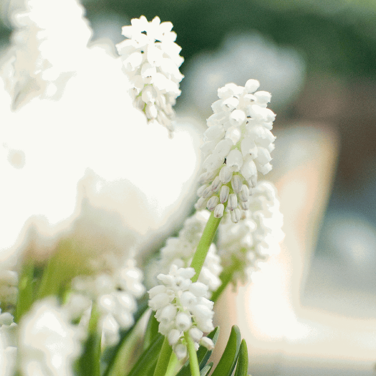 Grape Hyacinths - 50 Pcs. - Muscari 'Magic Mix' - Flower Bulbs