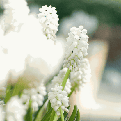 Grape Hyacinths - 50 Pcs. - Muscari 'Magic Mix' - Flower Bulbs