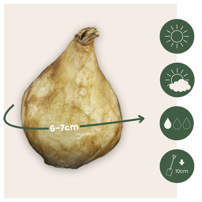 Grape Hyacinths - 50 Pcs. - Muscari 'White Magic' - Flower Bulbs - White