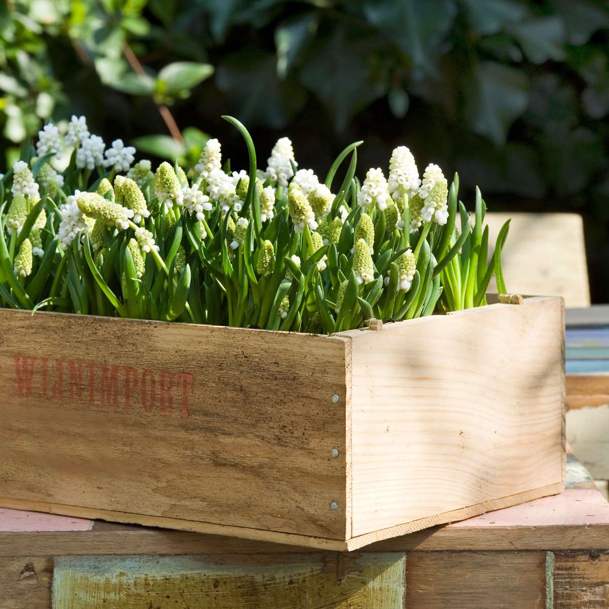 Grape Hyacinths - 50 Pcs. - Muscari 'White Magic' - Flower Bulbs - White