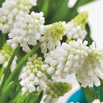Grape Hyacinths - 50 Pcs. - Muscari 'White Magic' - Flower Bulbs - White