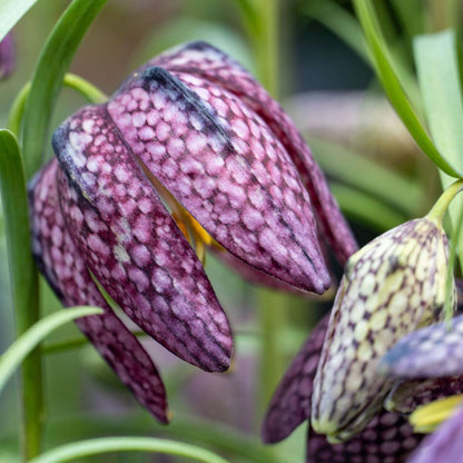 Fritillaria Snake's Head Fritillary - 30 Pcs. - Fritillaria 'Meleagris' - Flower Bulbs