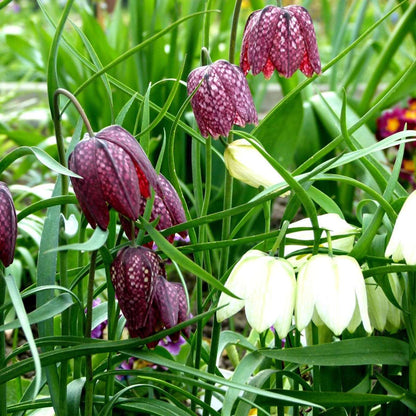 Fritillaria Snake's Head Fritillary - 30 Pcs. - Fritillaria 'Meleagris' - Flower Bulbs
