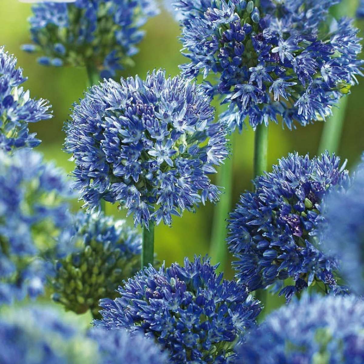 Allium Ornamental Onion - 80 Pcs. - Allium 'Caeruleum' - Flower Bulbs - Blue