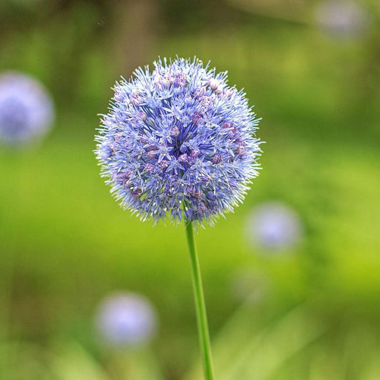 Allium Blue Ornamental Onion - Allium 'Caeruleum' - Set Of 40 Flower Bulbs
