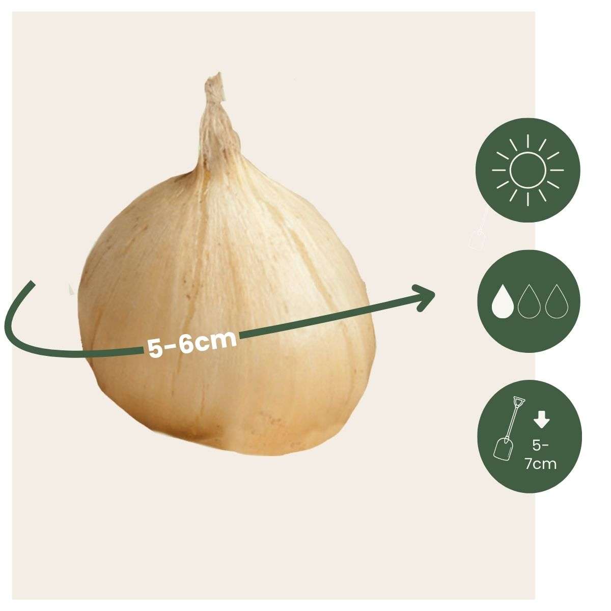 Allium Ornamental Onion - 100 Pcs. - Allium 'Sphaerocephalon' - Flower Bulbs - Purple