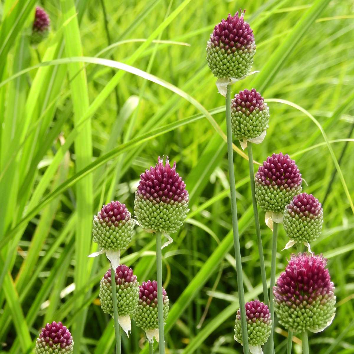 Allium Ornamental Onion - 100 Pcs. - Allium 'Sphaerocephalon' - Flower Bulbs - Purple
