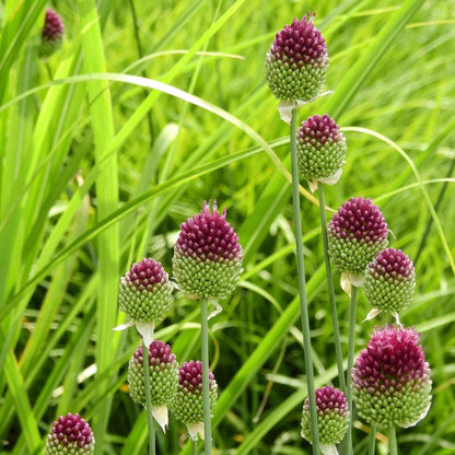Allium Ornamental Onion - 100 Pcs. - Allium 'Sphaerocephalon' - Flower Bulbs - Purple