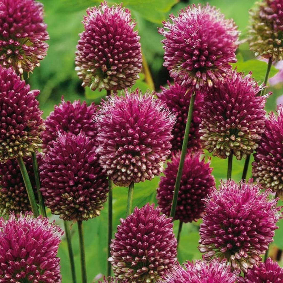 Allium Ornamental Onion - 100 Pcs. - Allium 'Sphaerocephalon' - Flower Bulbs - Purple