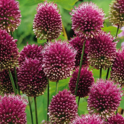 Allium Ornamental Onion - 100 Pcs. - Allium 'Sphaerocephalon' - Flower Bulbs - Purple
