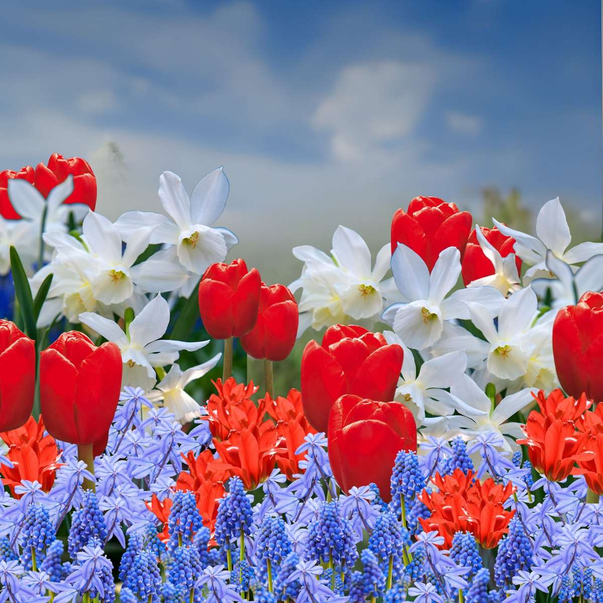 Bulb Mix Bulbs From Holland - 125 Pcs. - Flower Bulbs