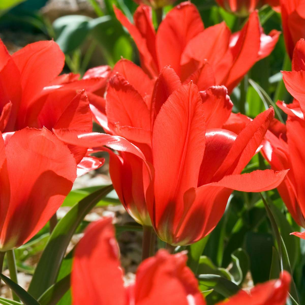 Bulb Mix Bulbs From Holland - 125 Pcs. - Flower Bulbs