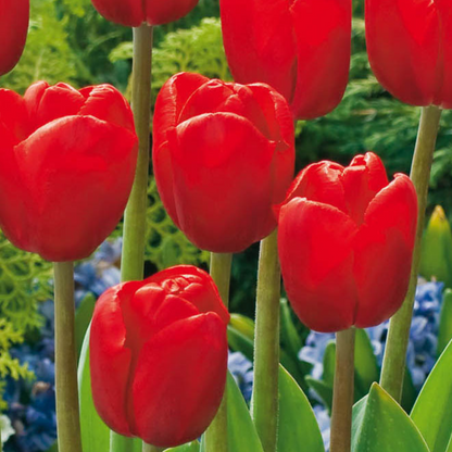 Bulb Mix Bulbs From Holland - 125 Pcs. - Flower Bulbs