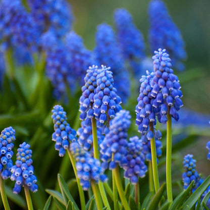 Bulb Mix Bulbs From Holland - 125 Pcs. - Flower Bulbs