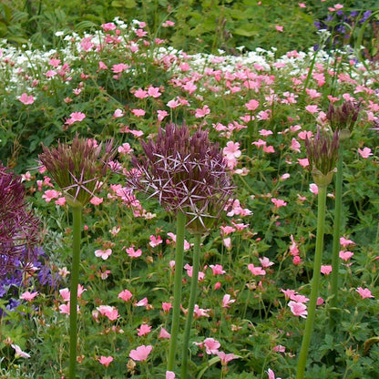 Allium Ornamental Onion - 15 Pcs. - Allium 'Christophii' - Flower Bulbs - Purple