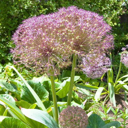 Allium Ornamental Onion - 15 Pcs. - Allium 'Christophii' - Flower Bulbs - Purple