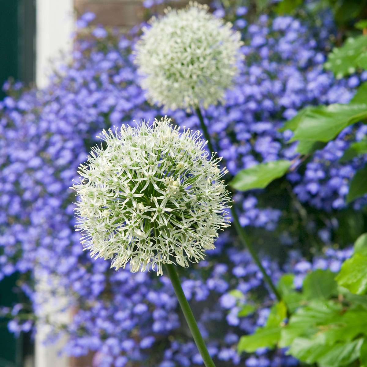 Allium Ornamental Onion - 3 Pcs. - Allium 'Mount Everest' - Flower Bulbs - White