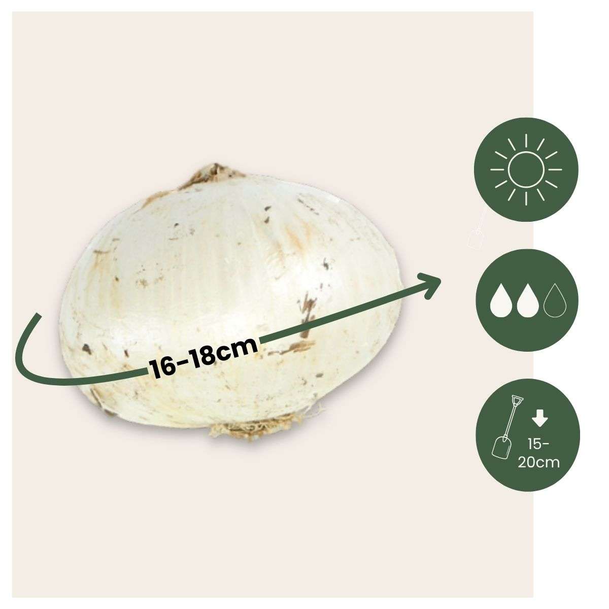 Allium Ornamental Onion - 3 Pcs. - Allium 'Mount Everest' - Flower Bulbs - White