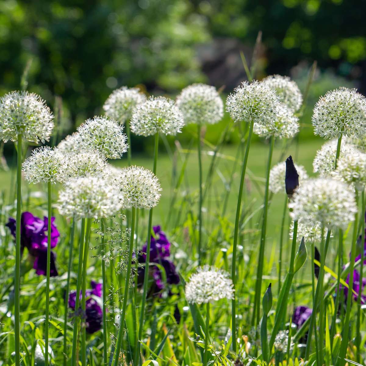 Allium Ornamental Onion - 3 Pcs. - Allium 'Mount Everest' - Flower Bulbs - White