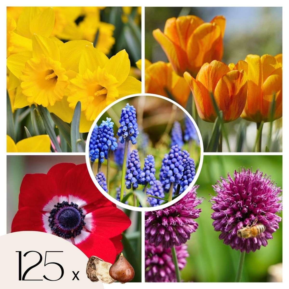Bulb Mix Bulb Garden Colourful - 125 Pcs. - Flower Bulbs